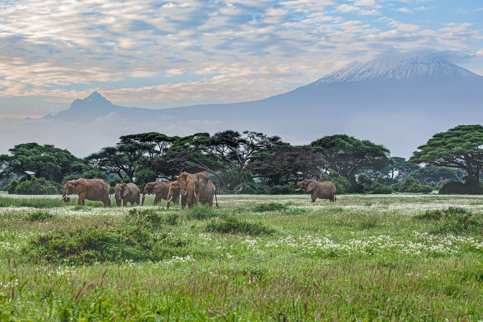 A herd of elephants grazing in Amboseli National Park below Mount Kilimanjaro
